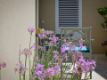 Exterior and surroundings, Apartment Festini Pag, Croatia Pag